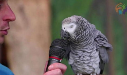 鹦鹉说话视频,视频揭秘神奇语言能力